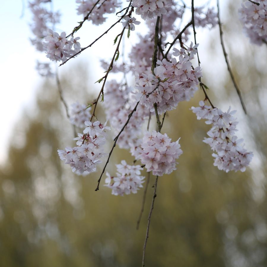 Spring flowers 4