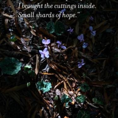 Susan Harvey shards graphic