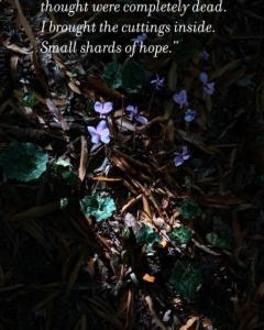 Susan Harvey shards graphic